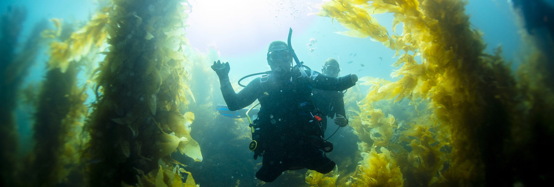 A Diver is Born
