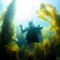 bryan anderson adaptive diver in kelp