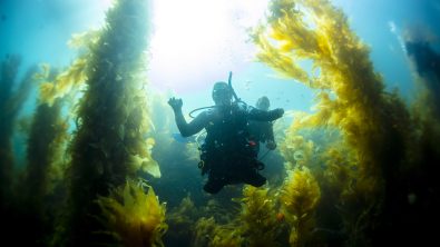 bryan anderson adaptive diver in kelp