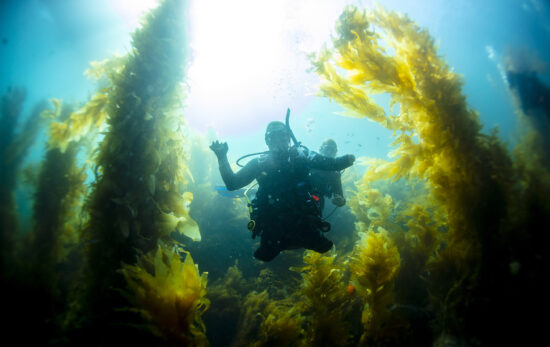bryan anderson adaptive diver in kelp