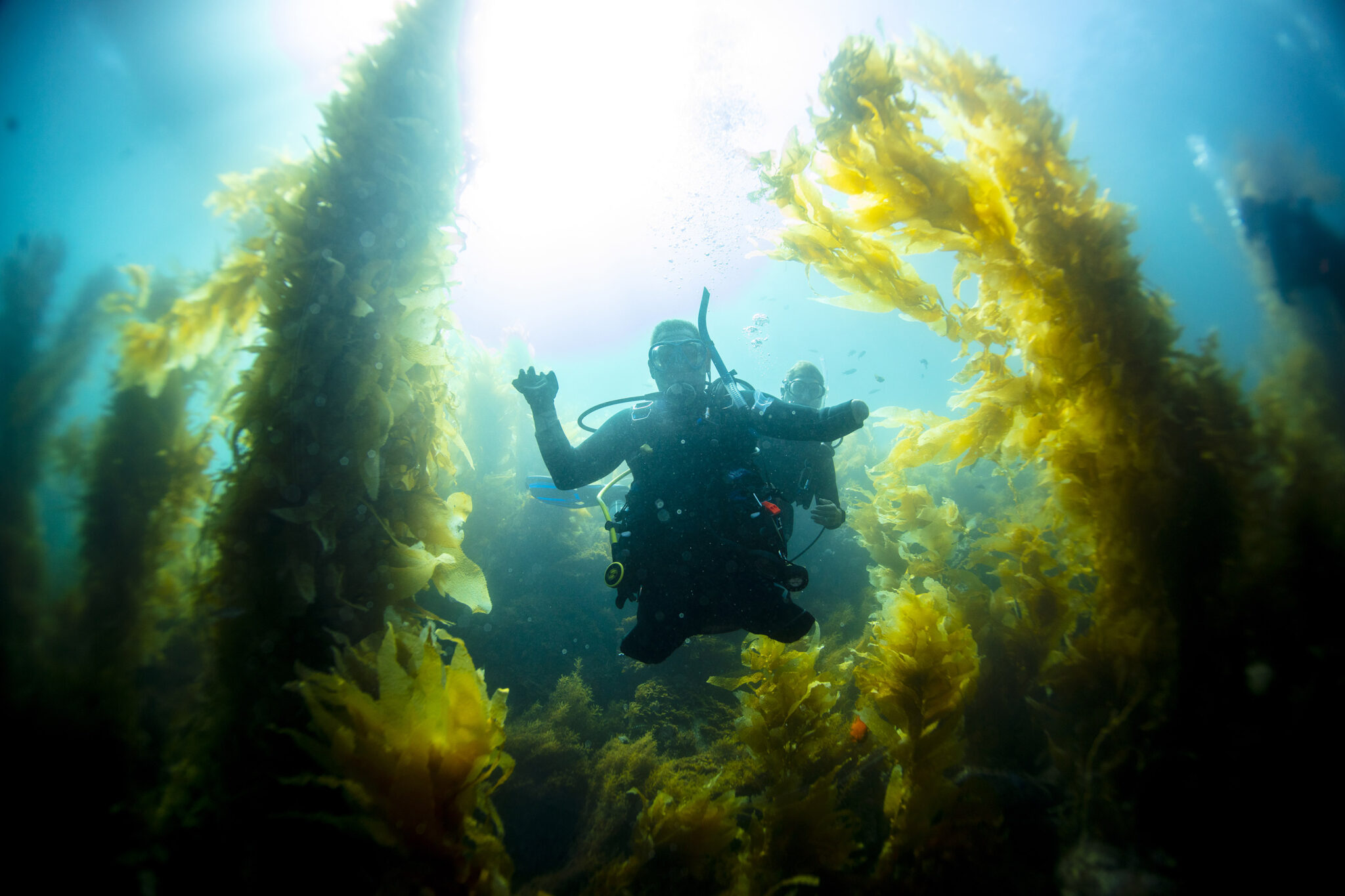 bryan anderson adaptive diver in kelp