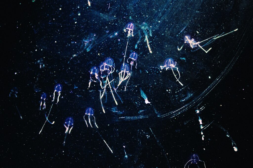 Delicate box jellyfish swim in a swarm in blackwater