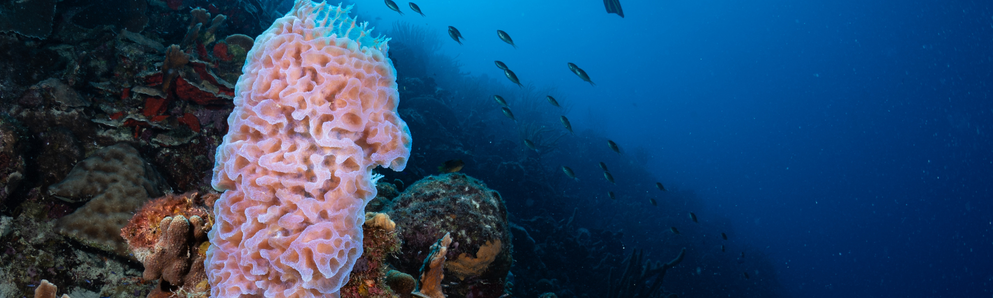 Los mejores destinos de buceo por mes – Calendario anual de buceo