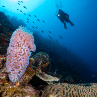 Scuba diver observing coral during a dive