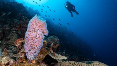 Scuba diver observing coral during a dive