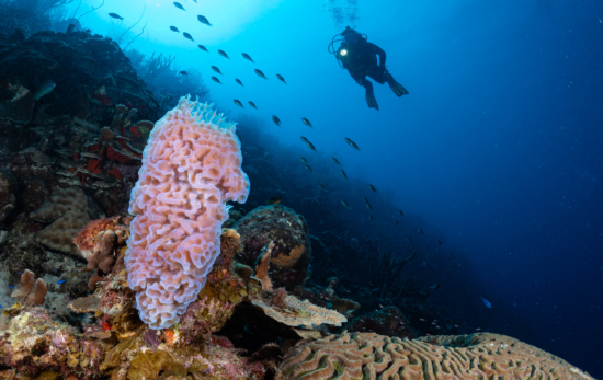 Scuba diver observing coral during a dive