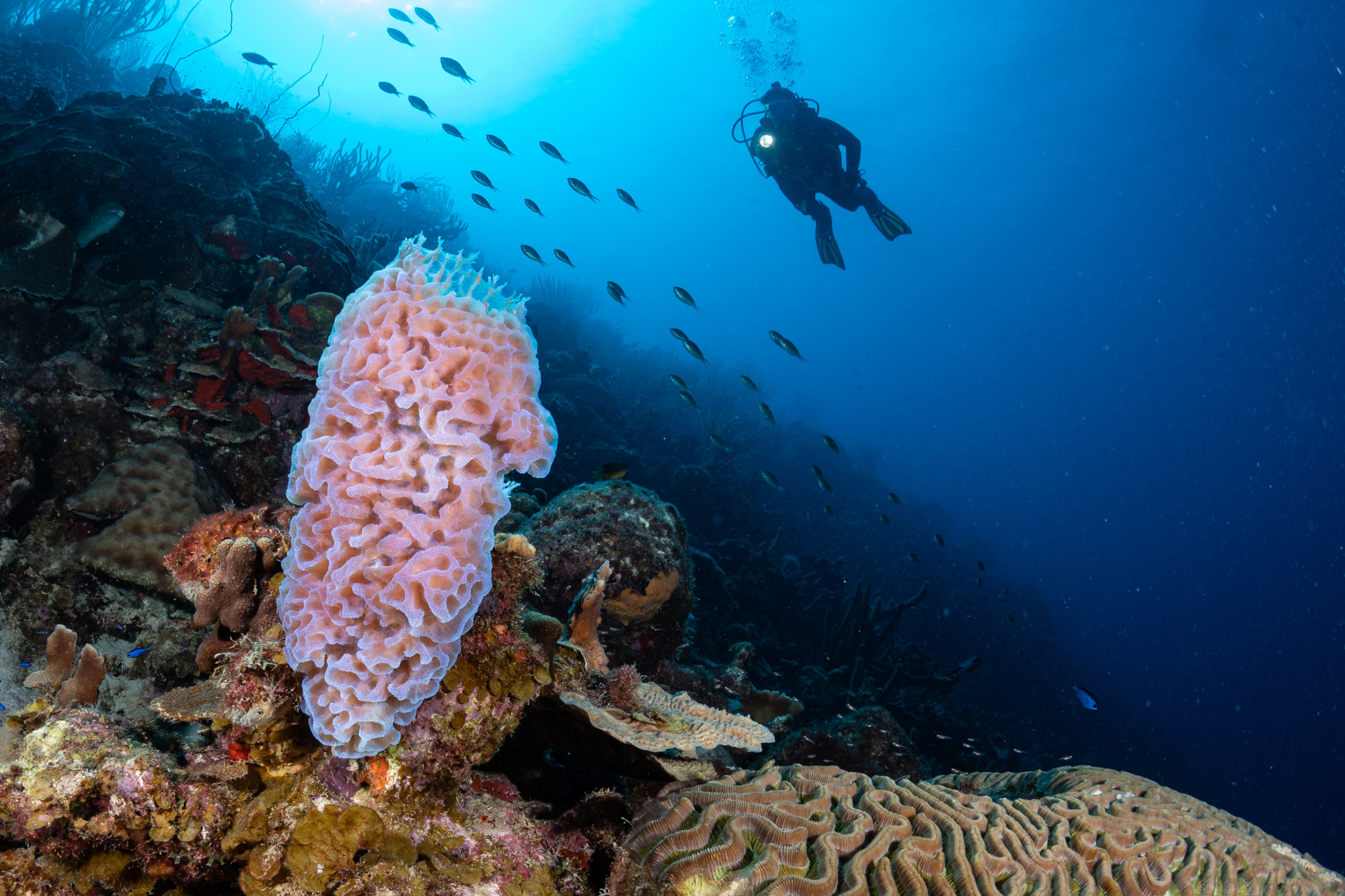 Scuba diver observing coral during a dive