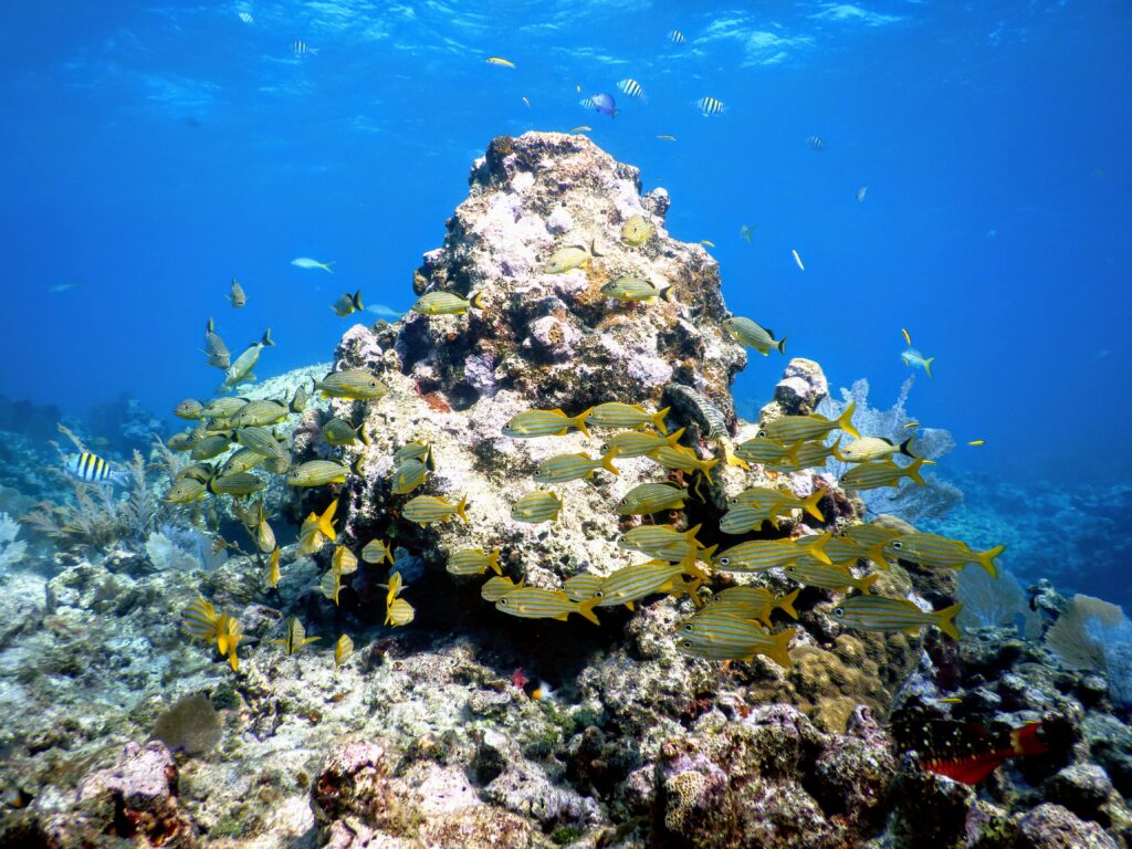 Yellowtail snapper fish swim around an old coral mount in the Florida Keys