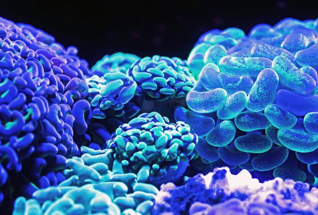 Various corals glow in different colors under UV light.