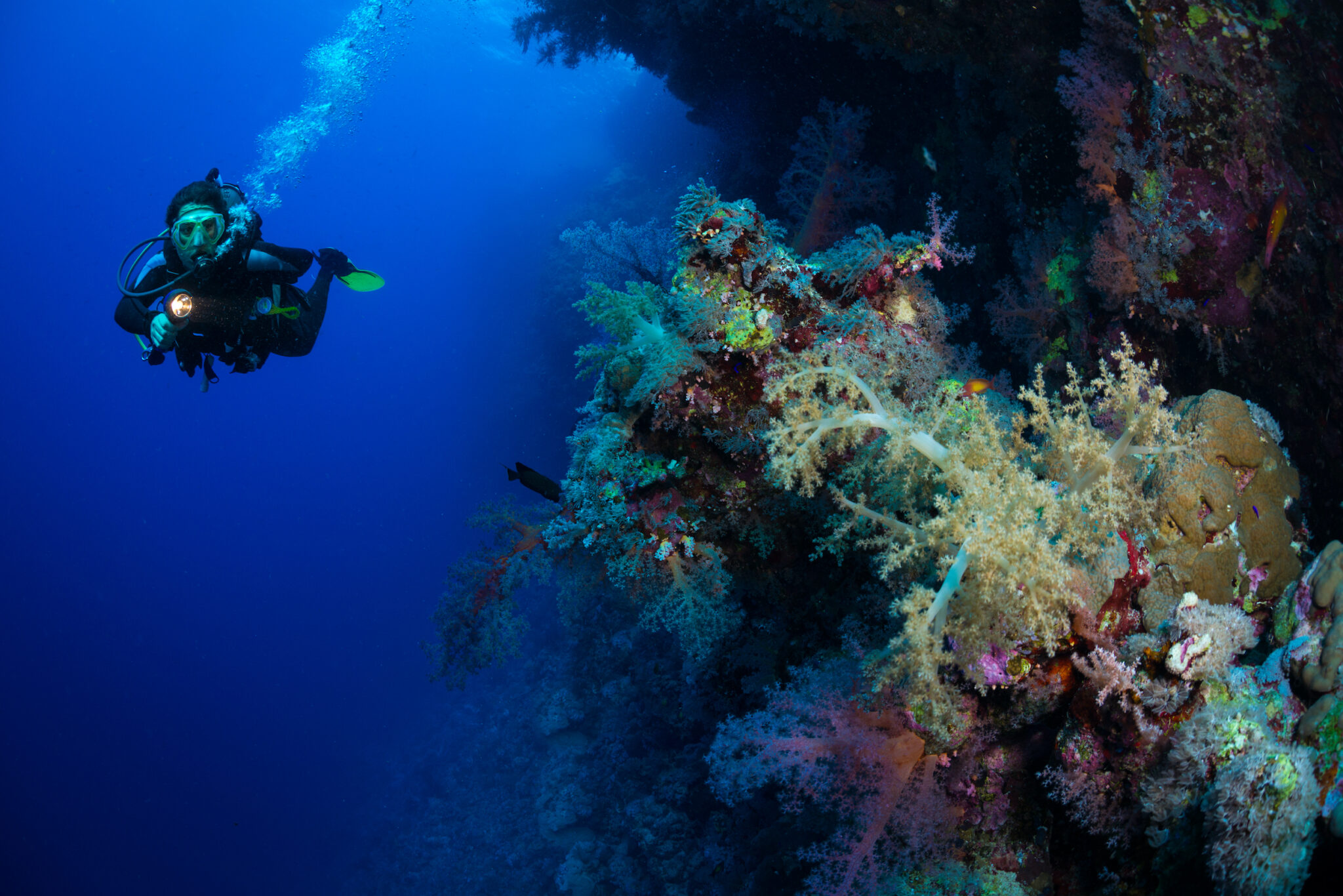 deep diver exploring life on side of underwater canyon