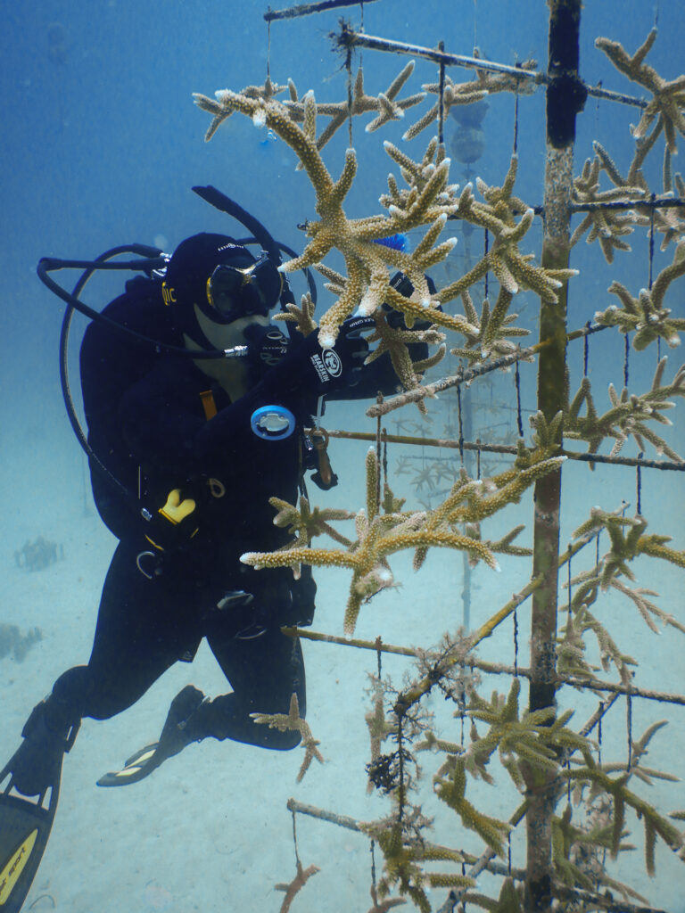 A diver cleans staghorn corals hanging on an underwater coral tree.