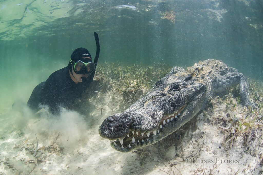 A diver breath-holds with a croc in Banco Chinchorro, Mexico