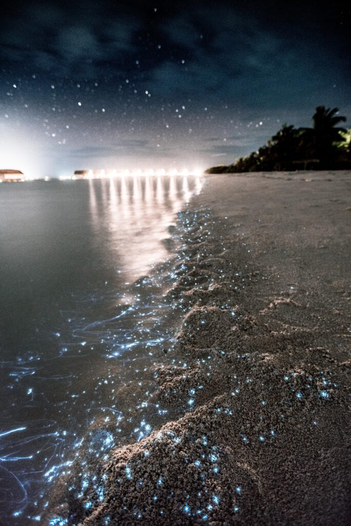 A beach at night has dots of light from bioluminescent dinoflagellates in the surf.