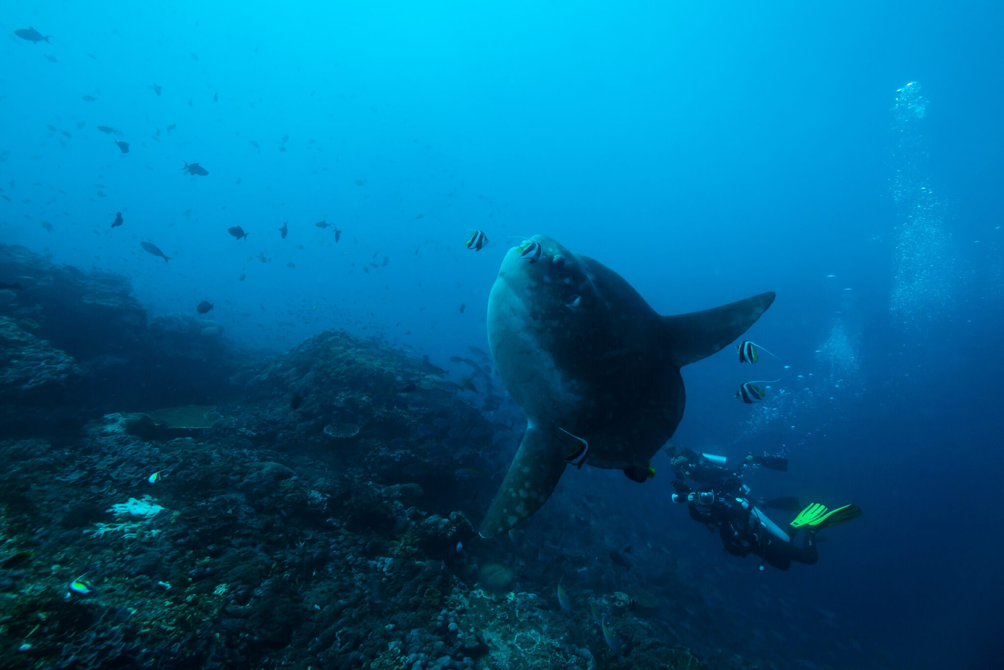 A diver watching a mola mola in the Galapagos Islands, one of the top 5 scuba diving destinations in the world in September
