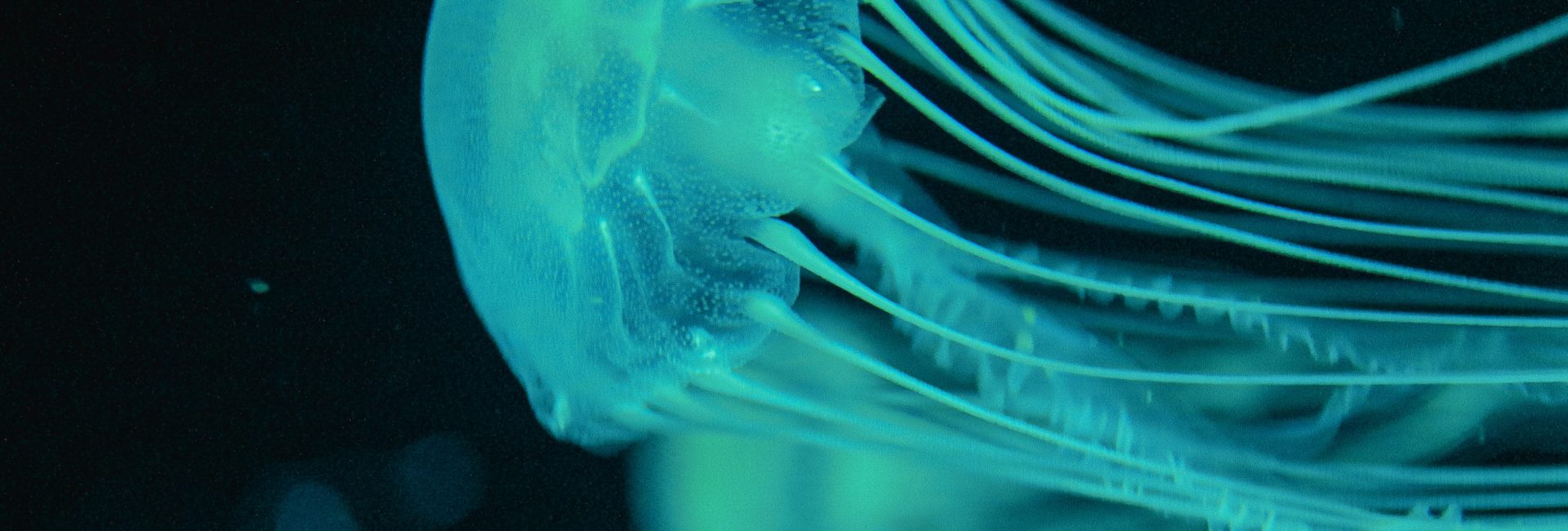 Animals that Glow and Create a Festival of Lights in the Ocean