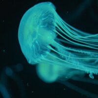 Blue jellyfish glowing neon green-blue against blackwater.