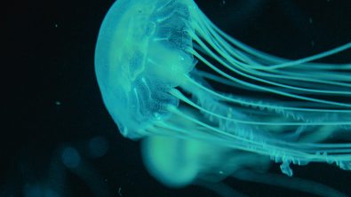 Blue jellyfish glowing neon green-blue against blackwater.