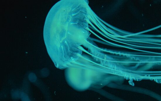 Blue jellyfish glowing neon green-blue against blackwater.