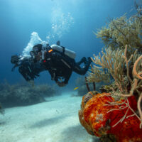 Two divers swimming above the sand with a bright red/orange coral in the foreground