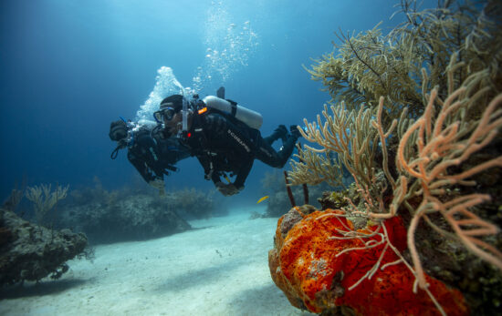 Two divers swimming above the sand with a bright red/orange coral in the foreground