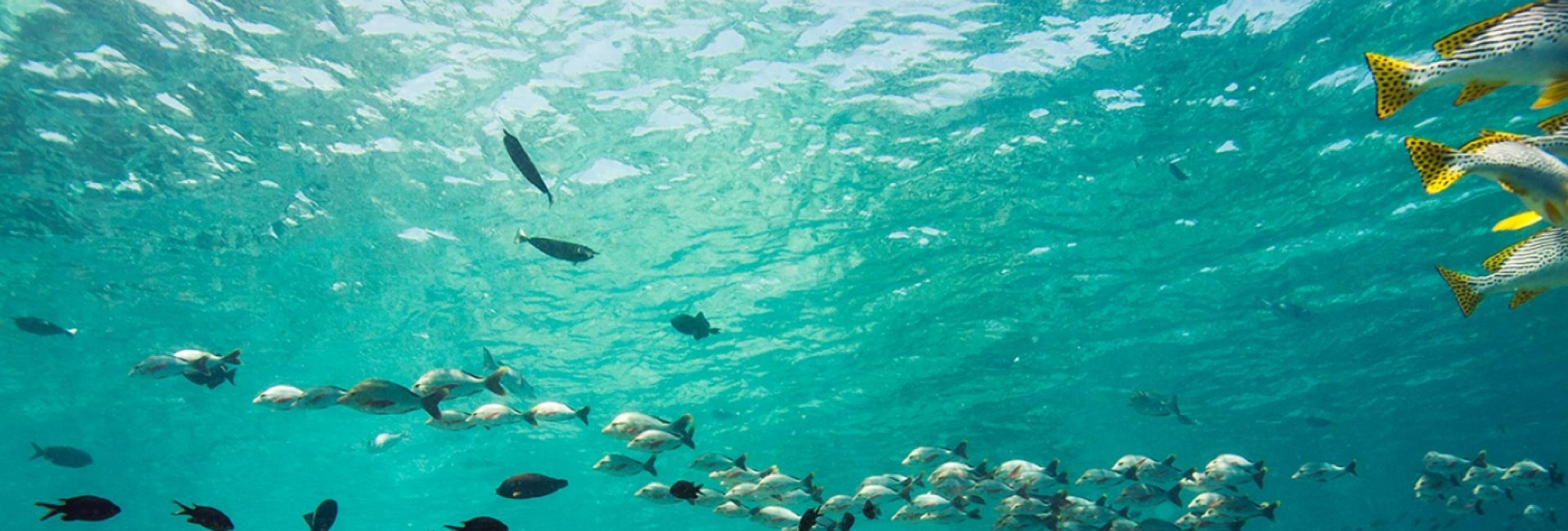 PADI AWARE Announces the First Recipients of its Community Grant Program Funding