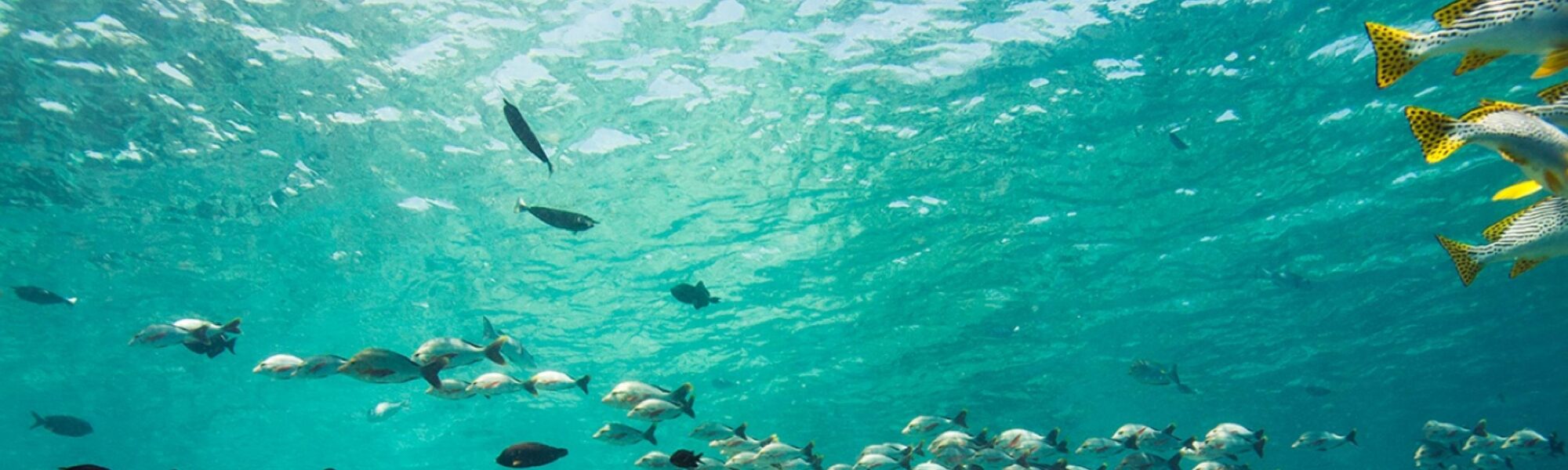 PADI AWARE Announces the First Recipients of its Community Grant Program Funding