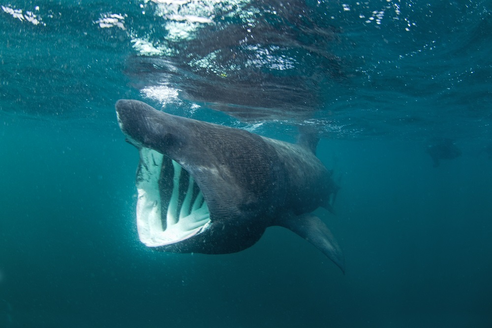 A basking shark swims along the surface of the ocean with its mouth open, feeding on plankton