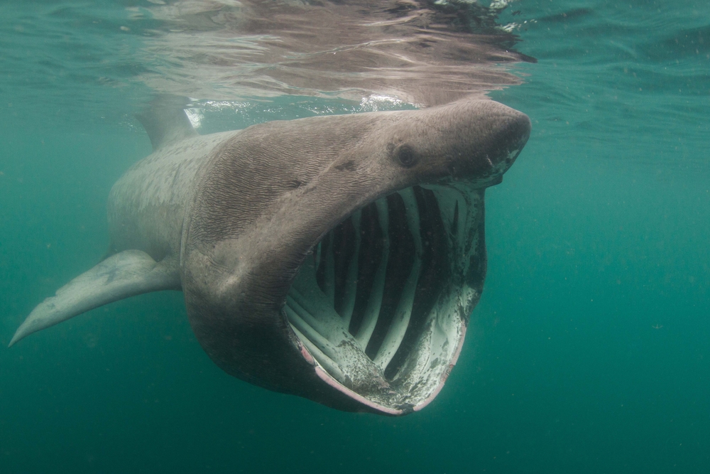a basking shark in the UK