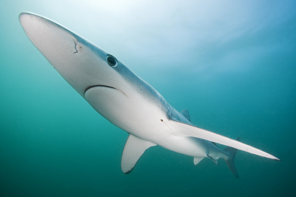 A close-up of a blue shark in the open ocean and a marine life encounter that scuba divers love to see