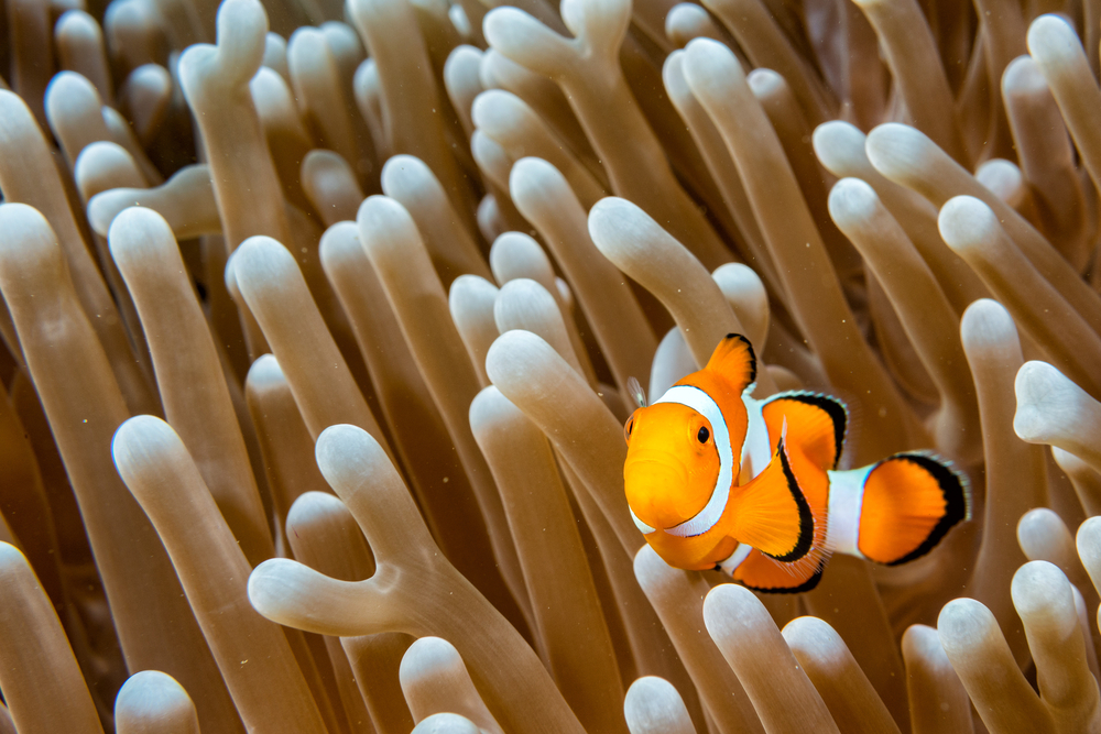 a clown fish in an anemone