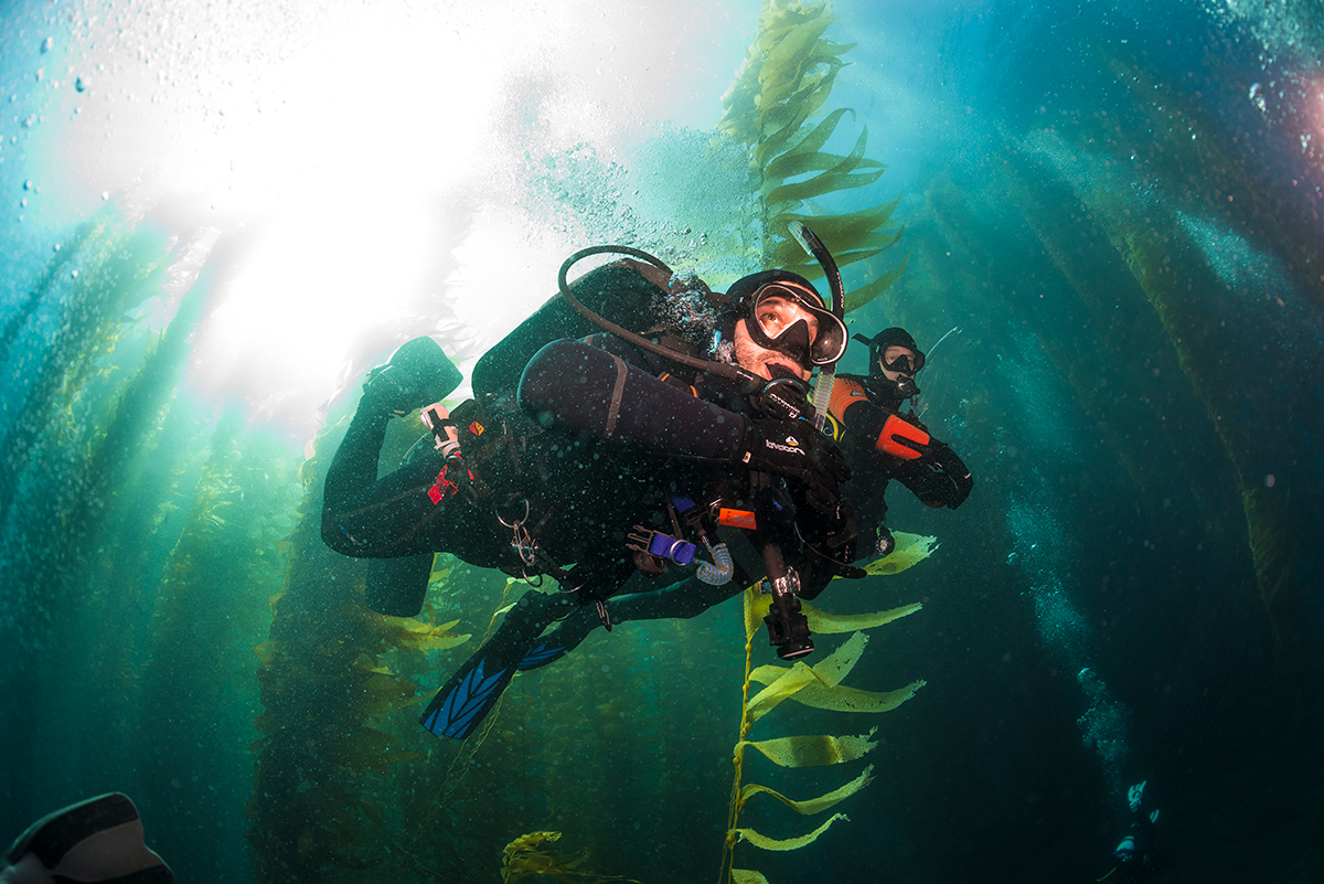 Two divers in a kelp forest on local diving trips