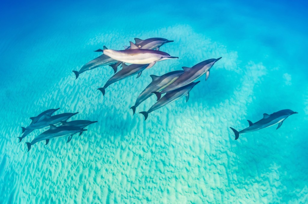 dolphins in the red sea