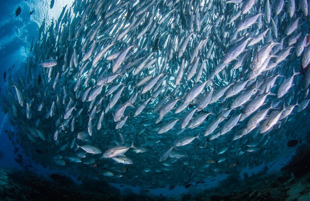 10 Unforgettable Drift Dives