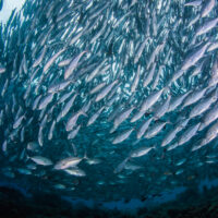 beginners diving in Komodo