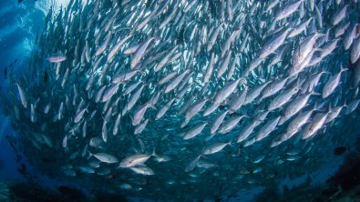 beginners diving in Komodo