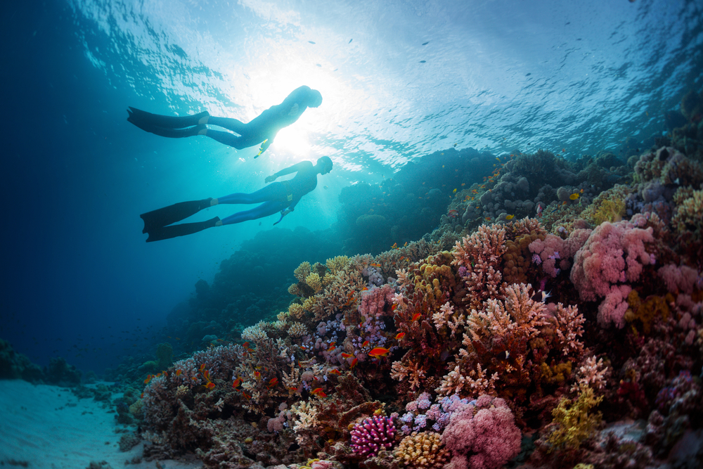 Freediver captures great shot with the reef and other dives silhouetted by the sun.
