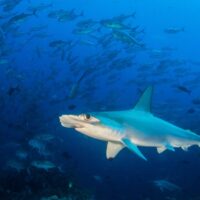 hammerhead shark with schooling fish in background