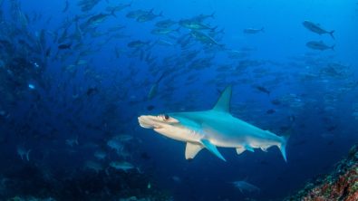 hammerhead shark with schooling fish in background