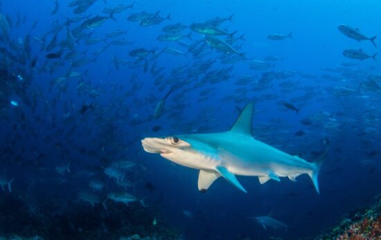 hammerhead shark with schooling fish in background