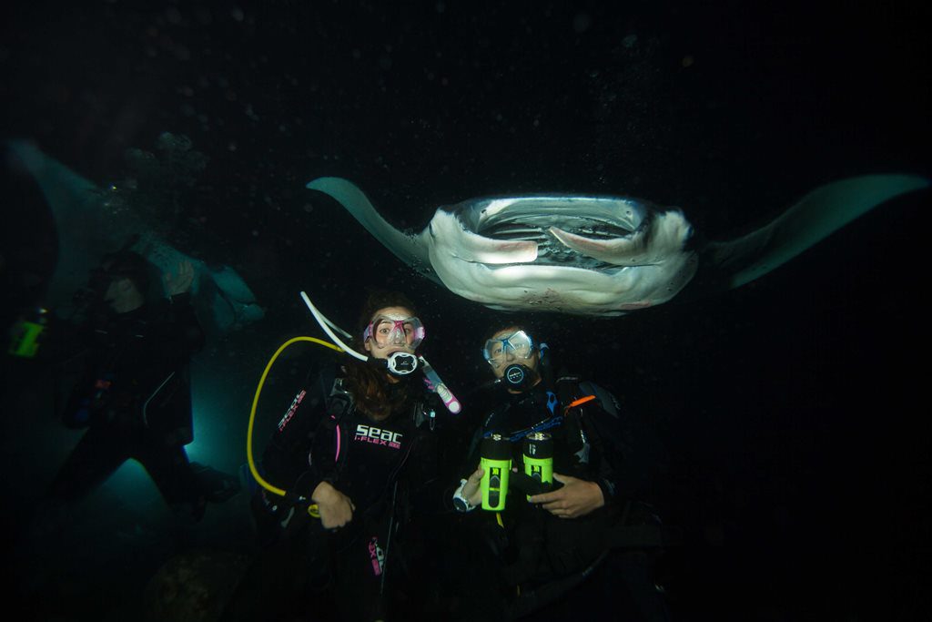 divers see a manta ray during a night dive