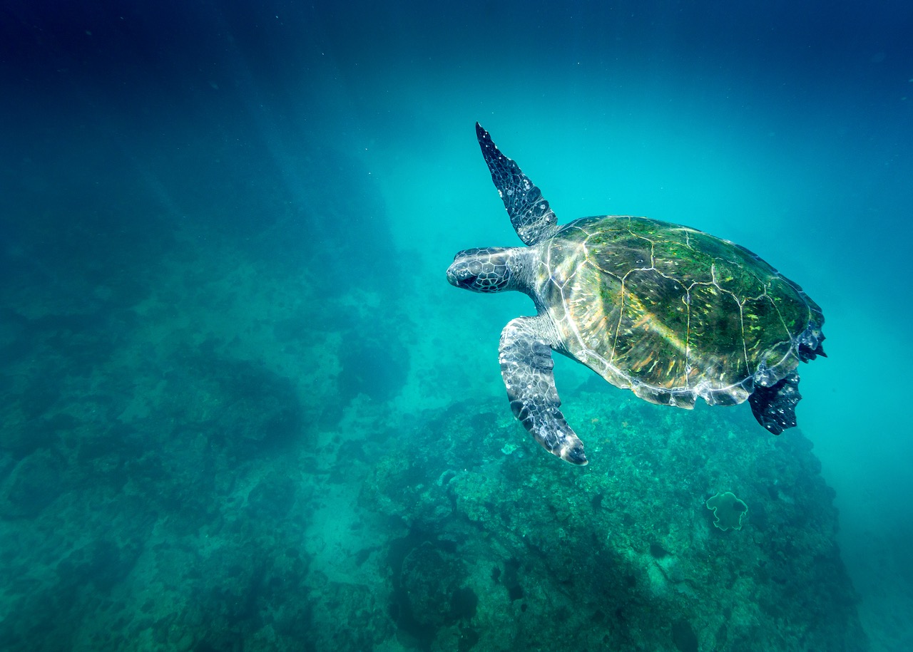 hidden dive sites australia julian rocks turtle