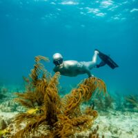 a freediver explores a coral reef