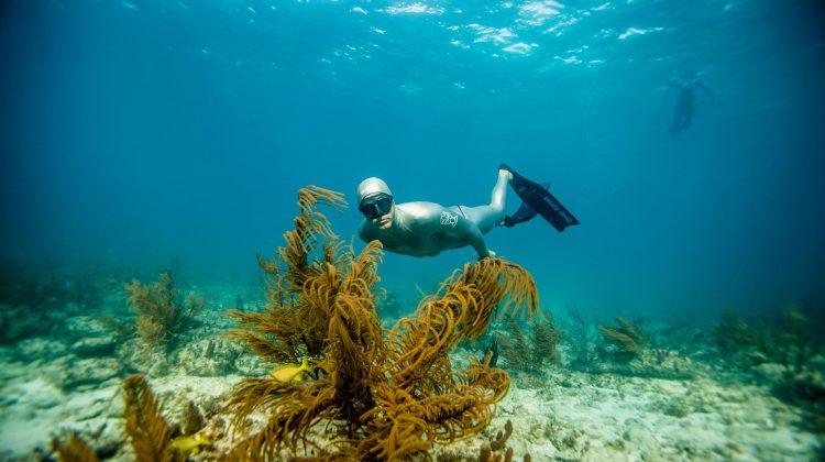 a freediver explores a coral reef