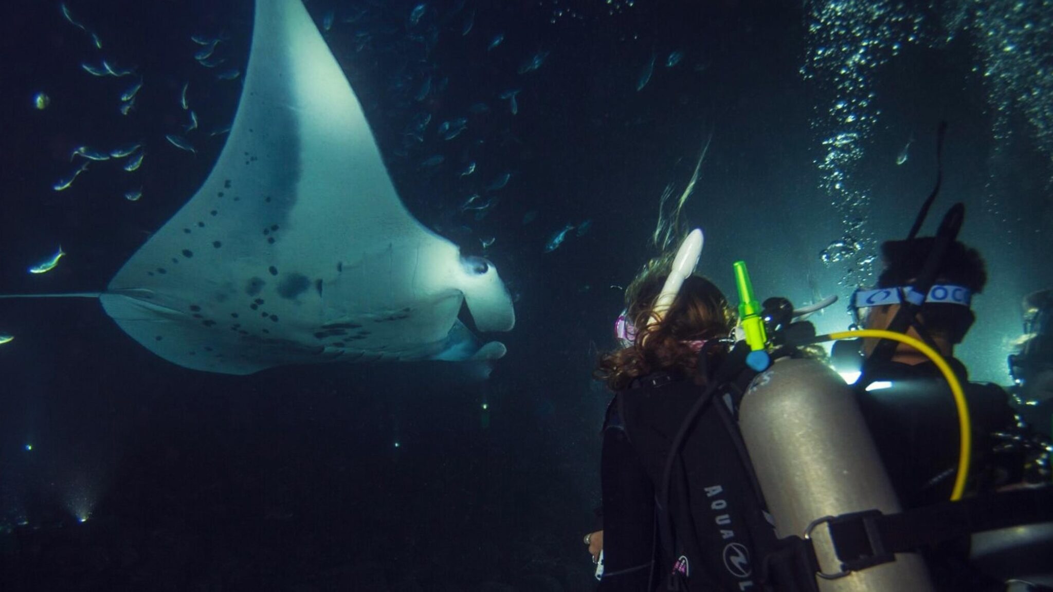 Night dive with manta rays