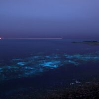 night dives to add to your bucket list