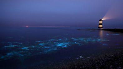 night dives to add to your bucket list