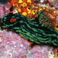 small marine life nudibranch