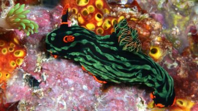 small marine life nudibranch