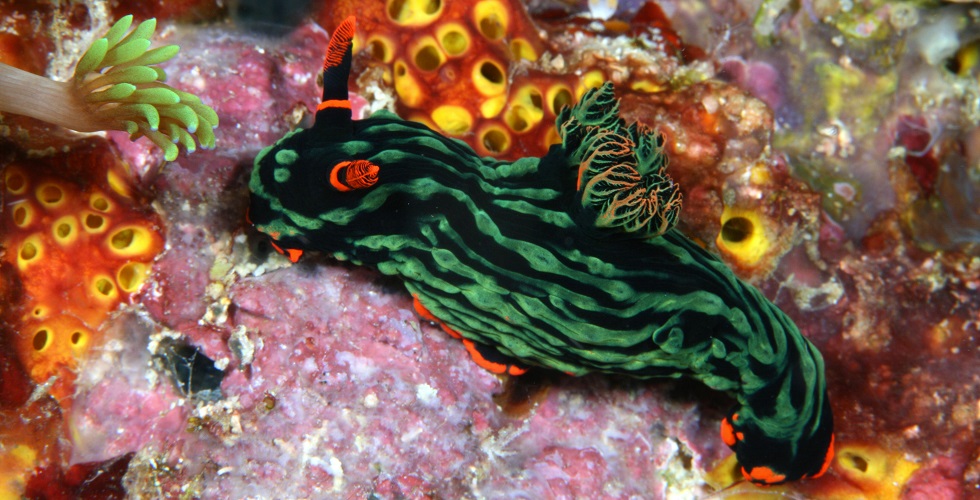 11 Suprising Species of Small Marine Life