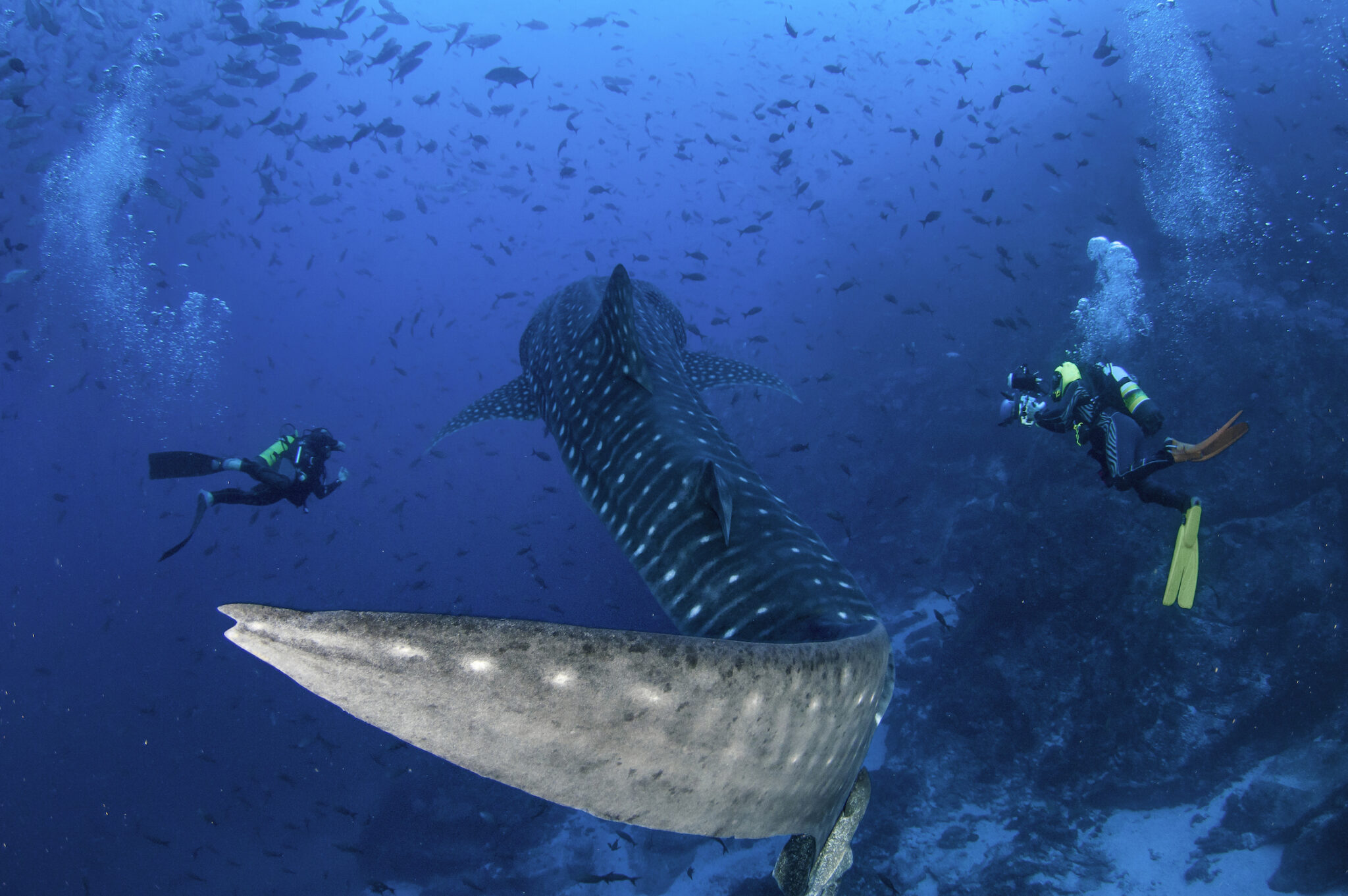 Two scuba divers swimming alongside a giant whale shark and showing responsible dive practice to help with shark conservation